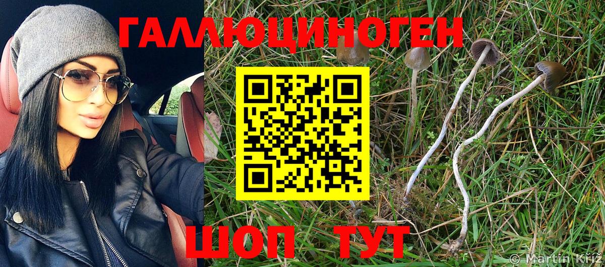 Псилоцибиновые грибы Psilocybe Химки